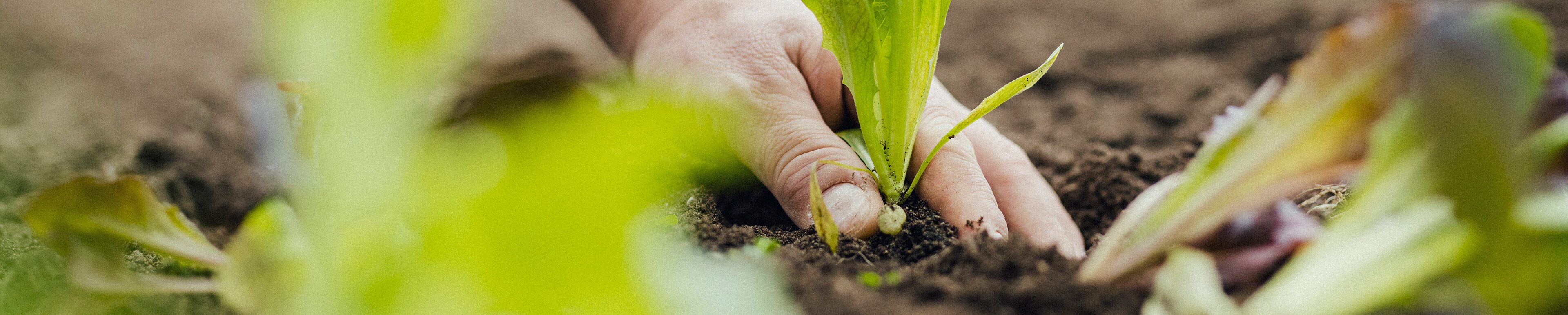 Salat wird gepflanzt